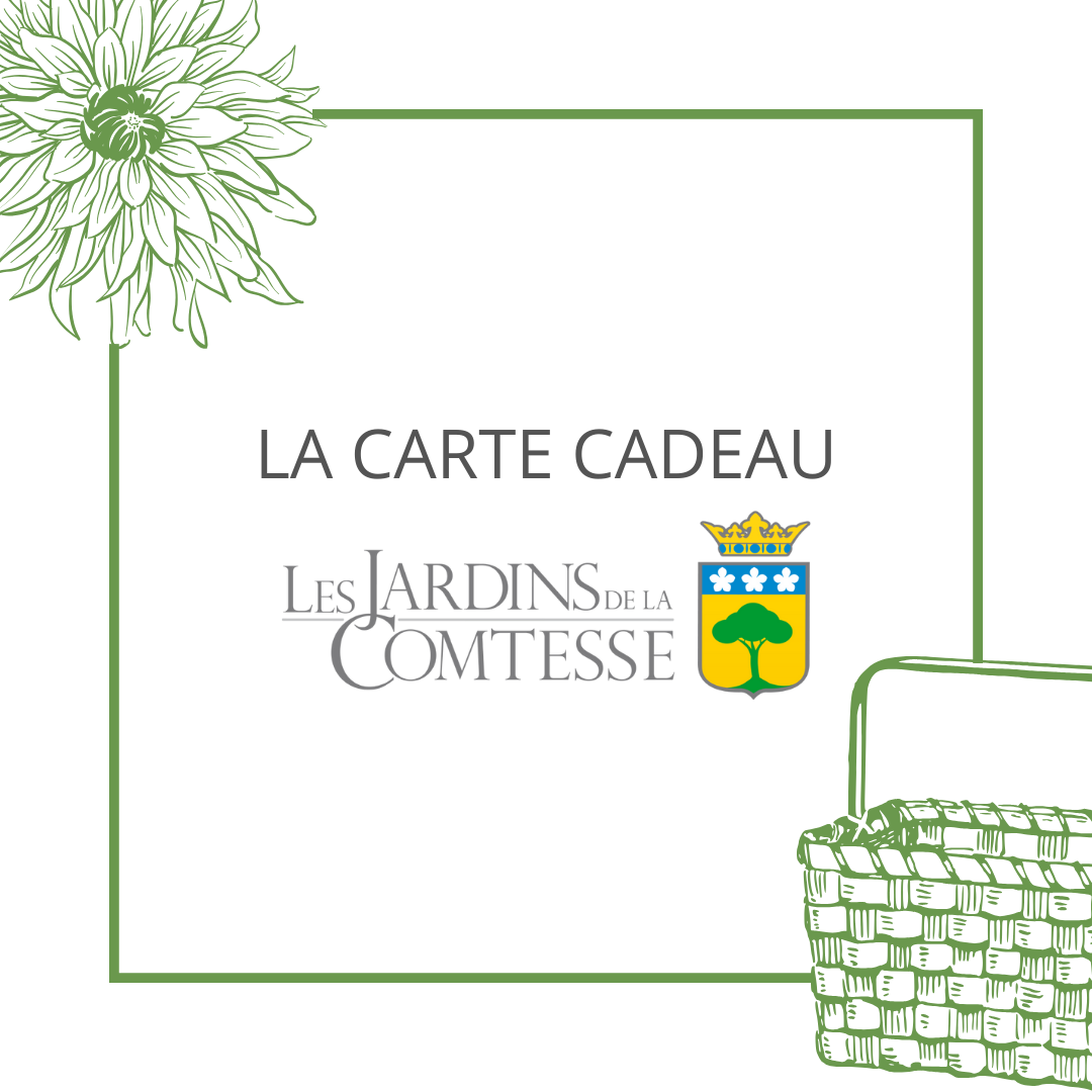 Carte cadeau à offrir